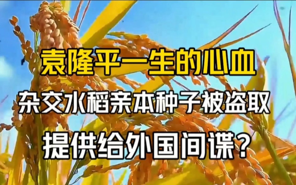 袁隆平一生的心血,杂交水稻亲本种子被盗取,提供给外国间谍?哔哩哔哩bilibili