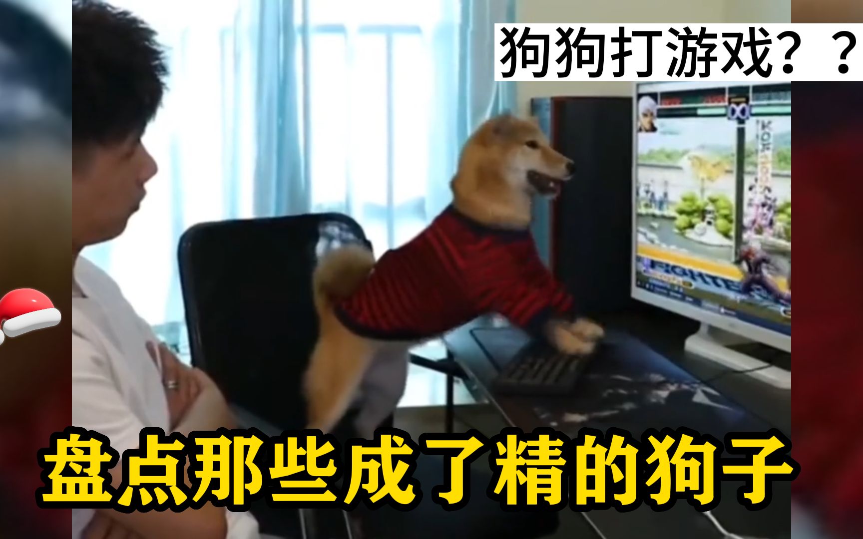 盘点全网那些成精了的狗子，智商高到离谱，狗子的骚操作！-蒋小浪Ace-蒋小浪Ace-哔哩哔哩视频