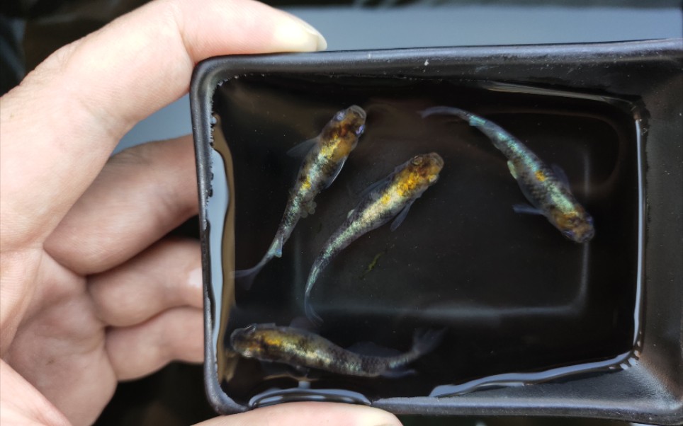 观背青鳉,丹顶重墨三色花魁干支.五月福利预告