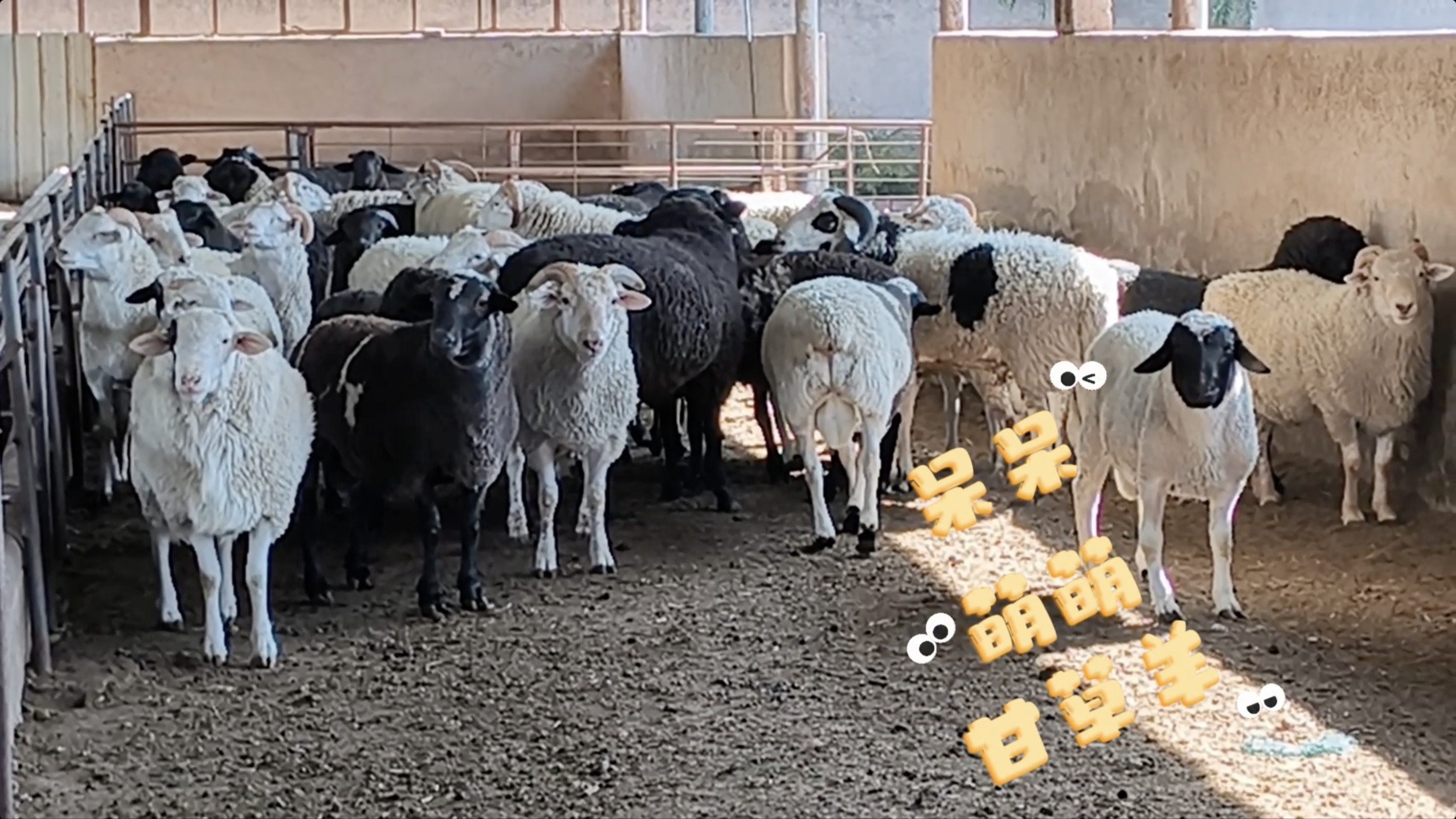 「获途」今日份的甘草小羊已上线!