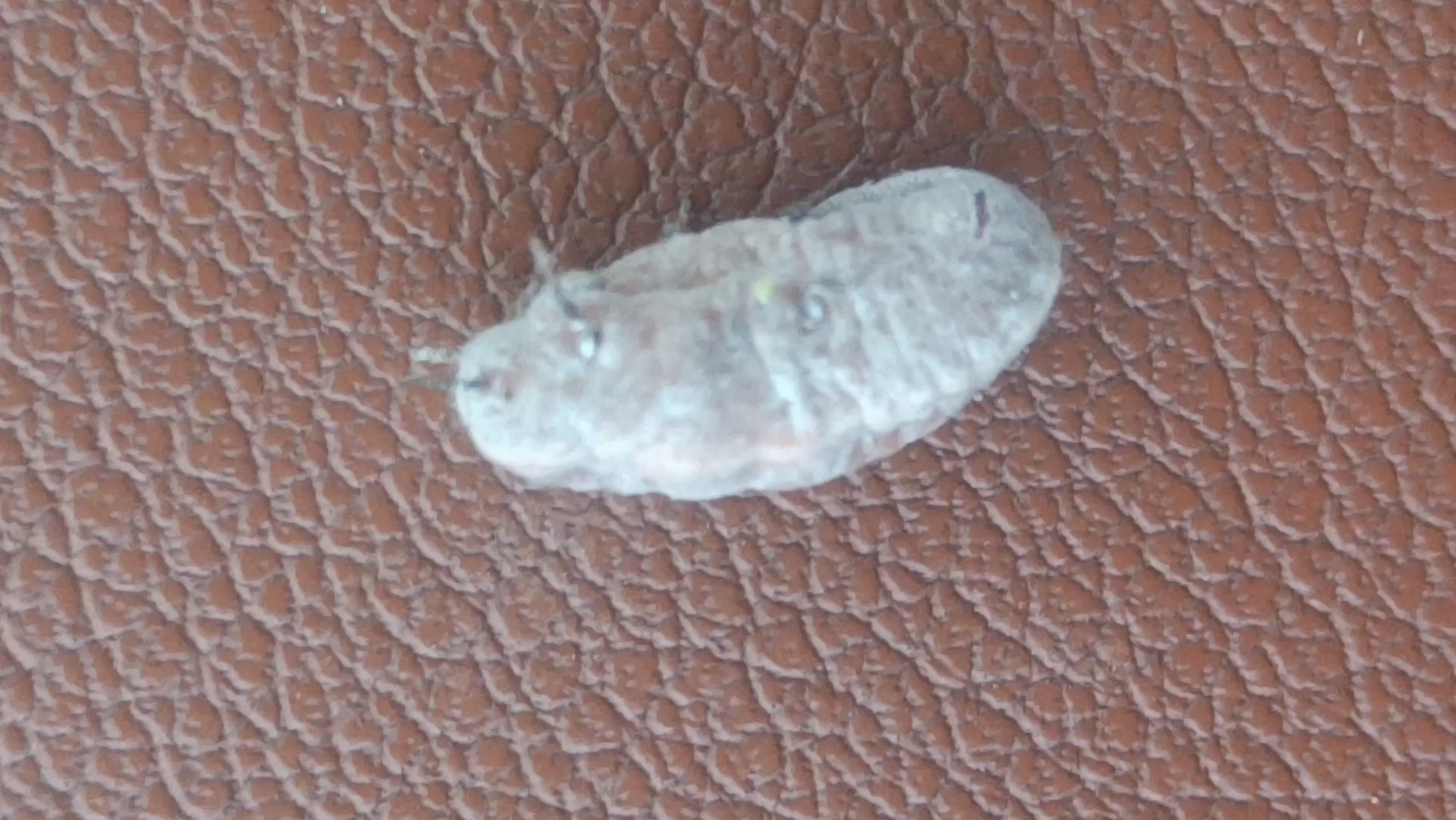 白白胖胖,性感妖娆——草履蚧