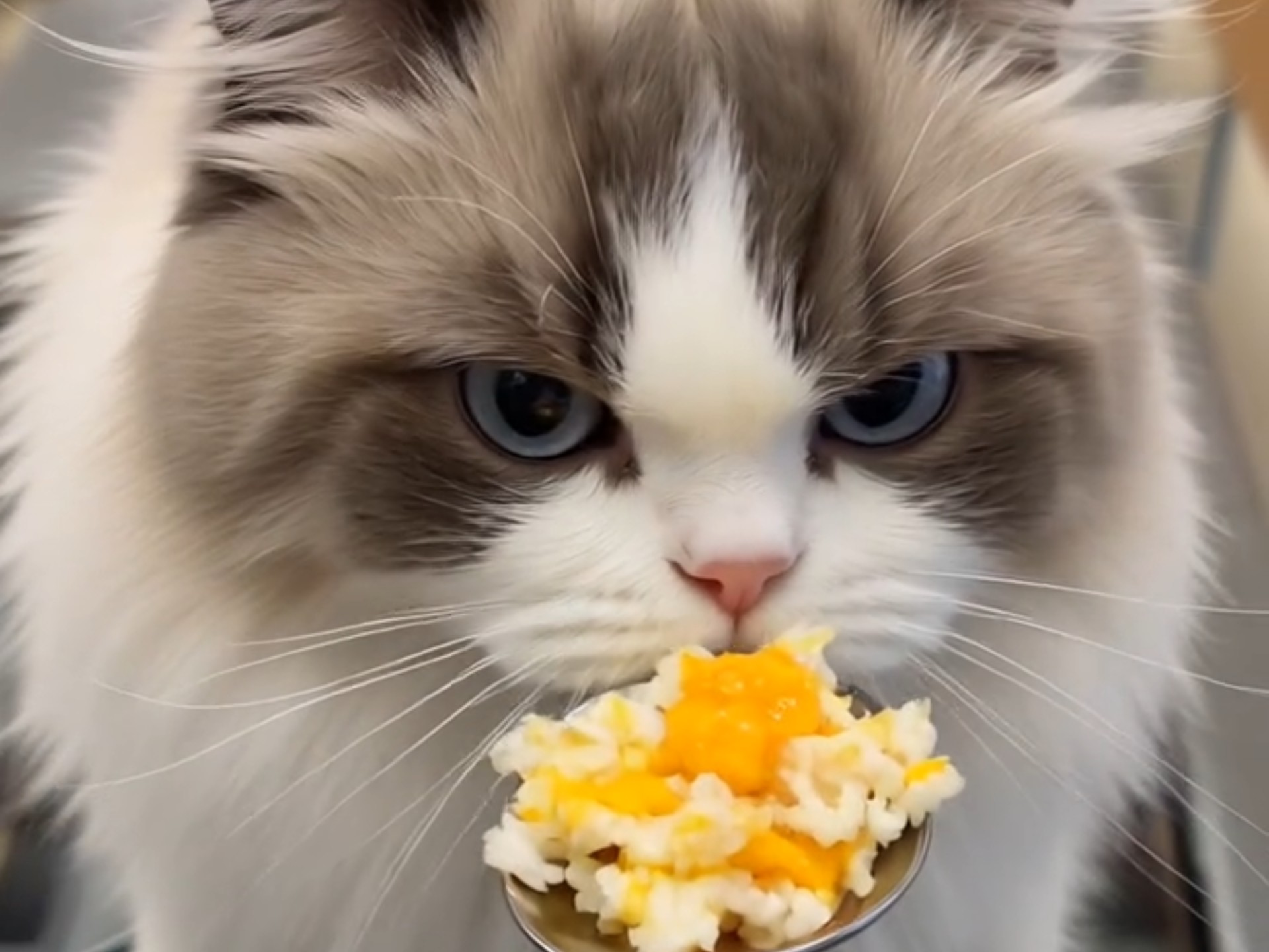 猫咪爱吃蛋炒饭