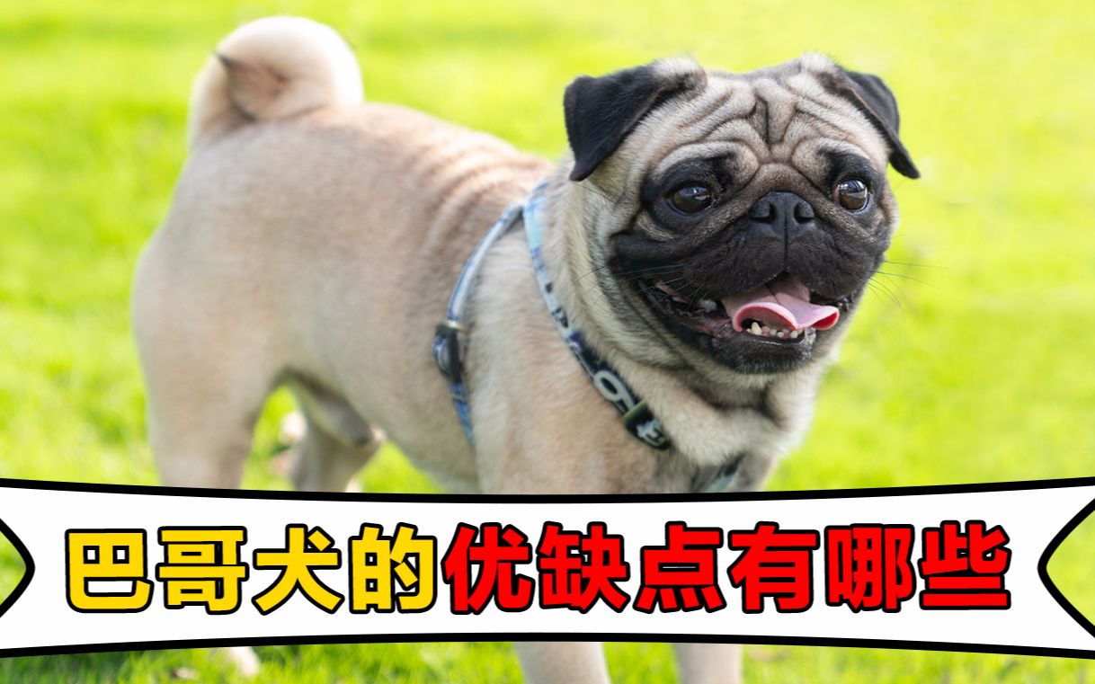 巴哥犬的优缺点有哪些?哔哩哔哩bilibili