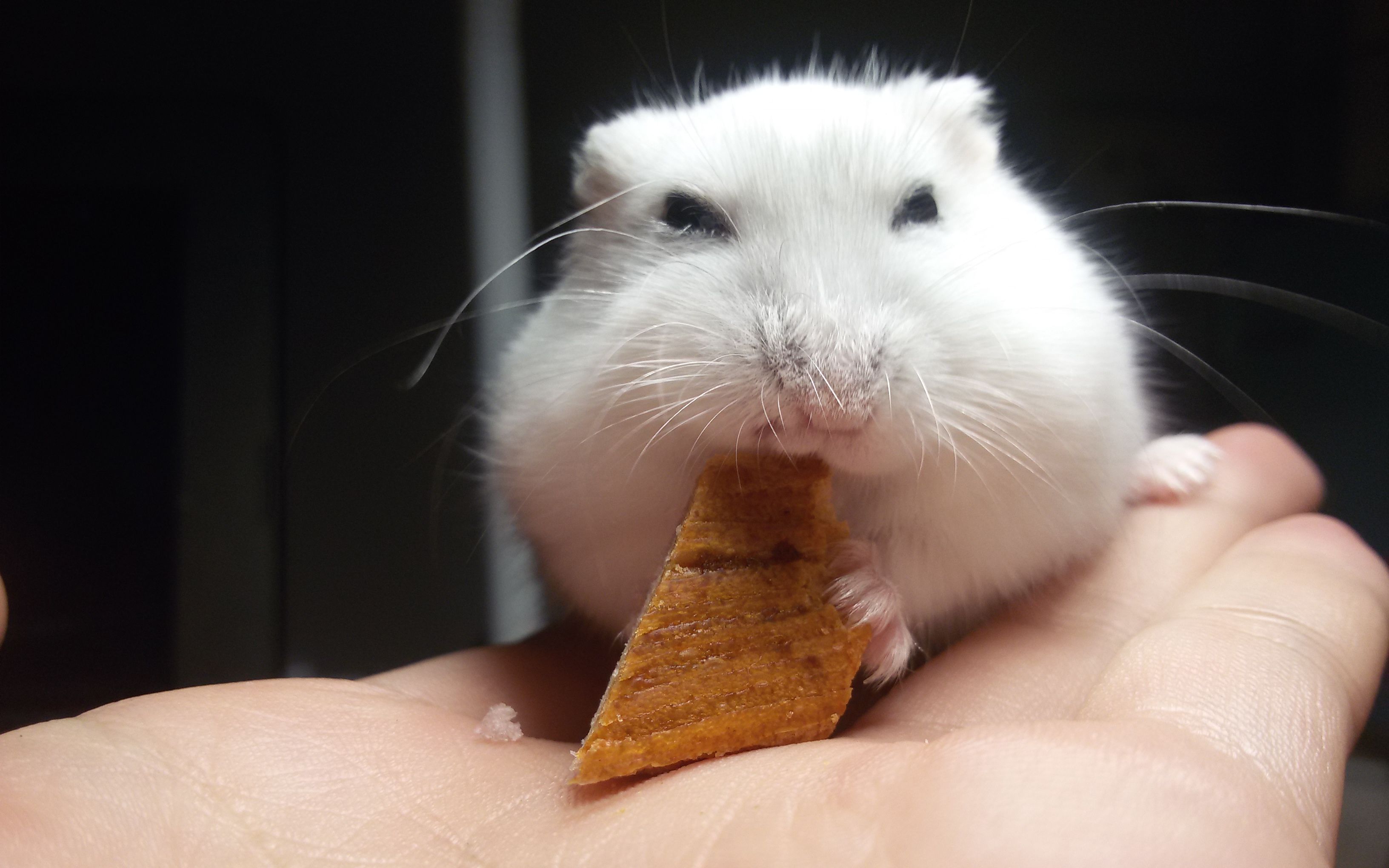 小凤花仓鼠缩小教程热死宝宝了qaq