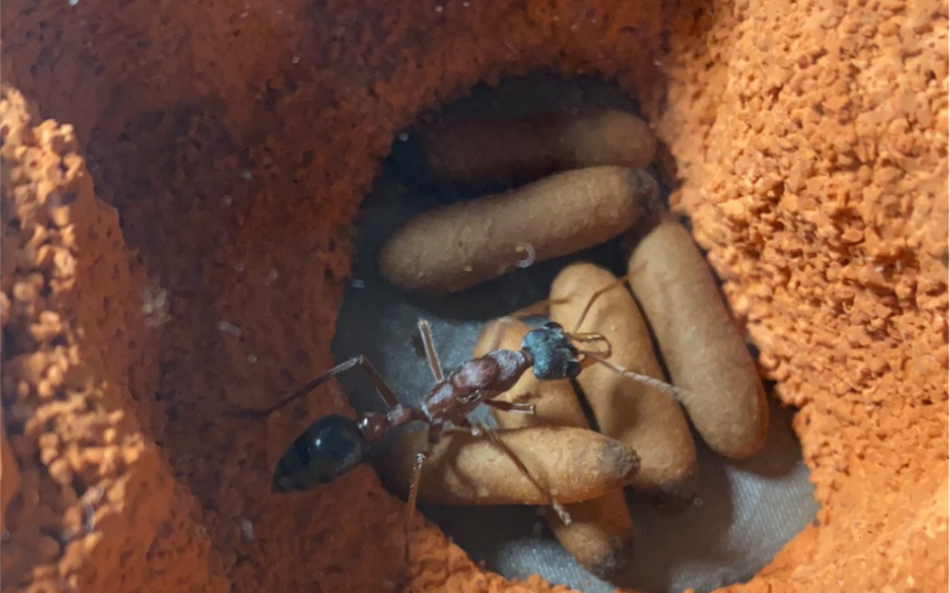 饕餮牛蚁图片