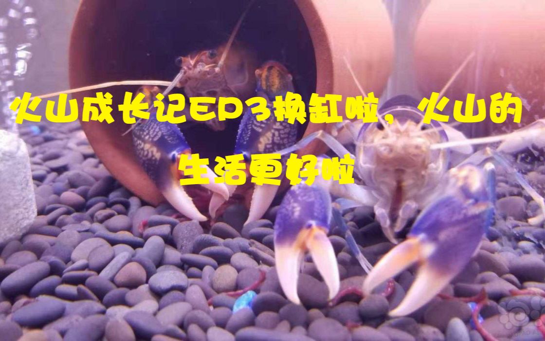 水族系列之鳌虾篇ep2换缸啦,火山的生活更好啦哔哩哔哩bilibili