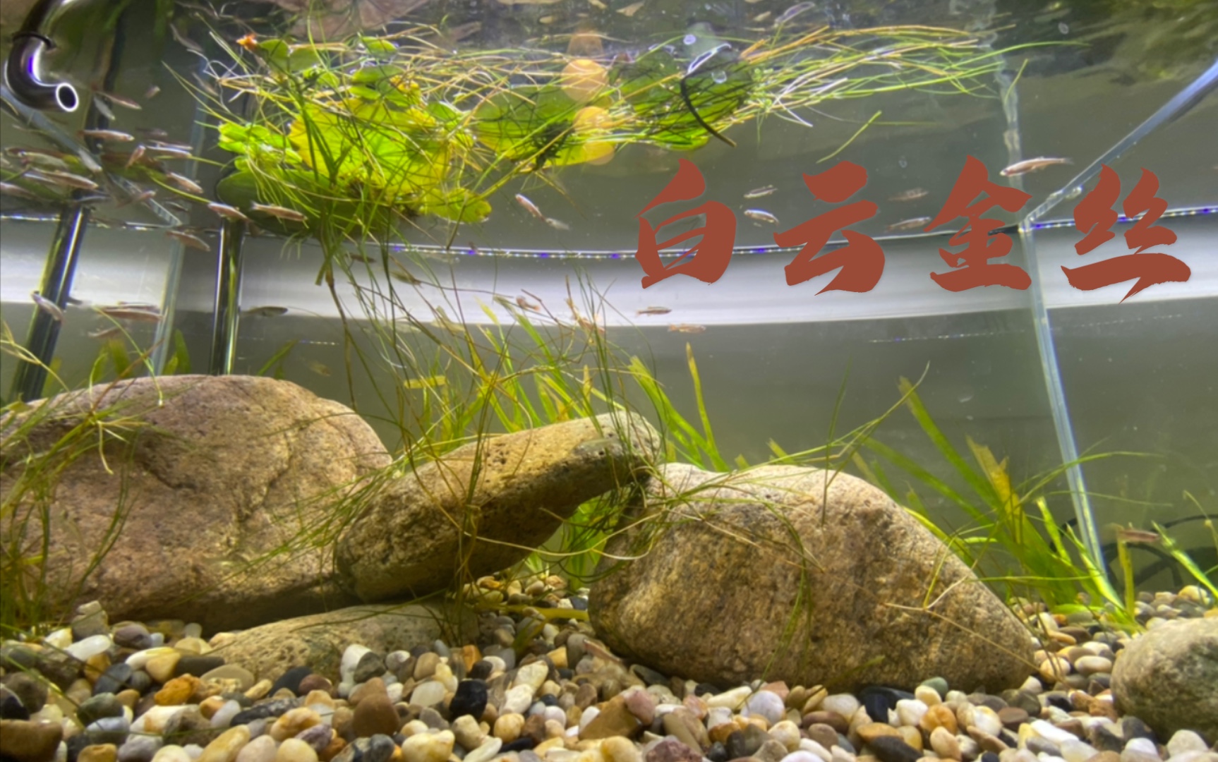 活动  白云金丝桂系青鳉开箱视频 原生缸