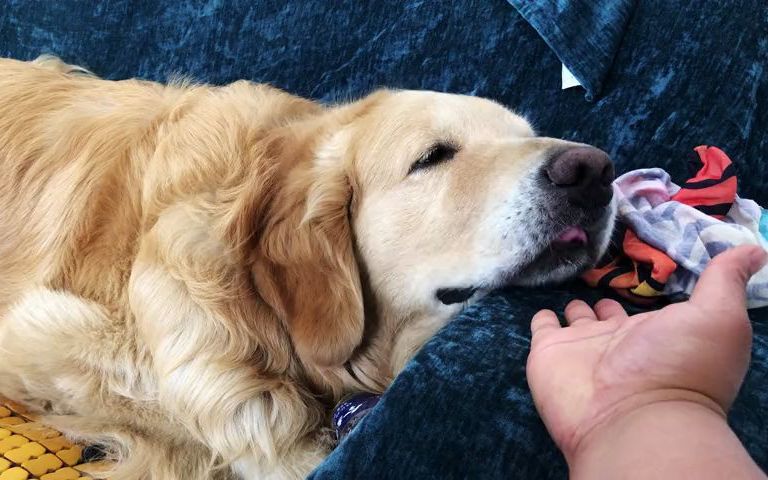 小鸡送走了金毛偷着乐,表情管理到位,妥妥的小戏精