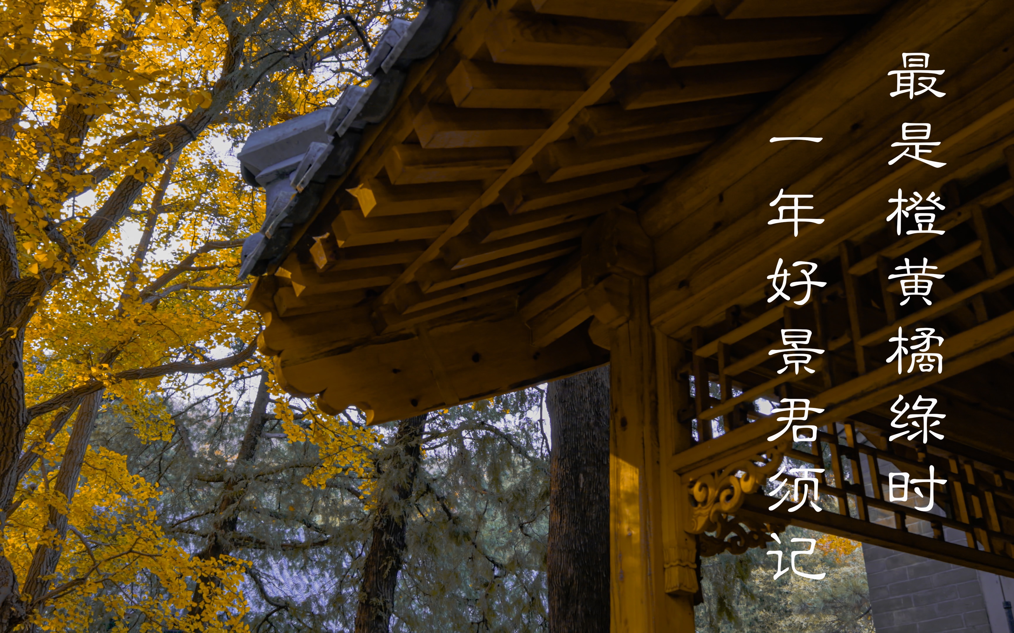 【4K 杜比视界】“一年好景君须记，最是橙黄橘绿时”