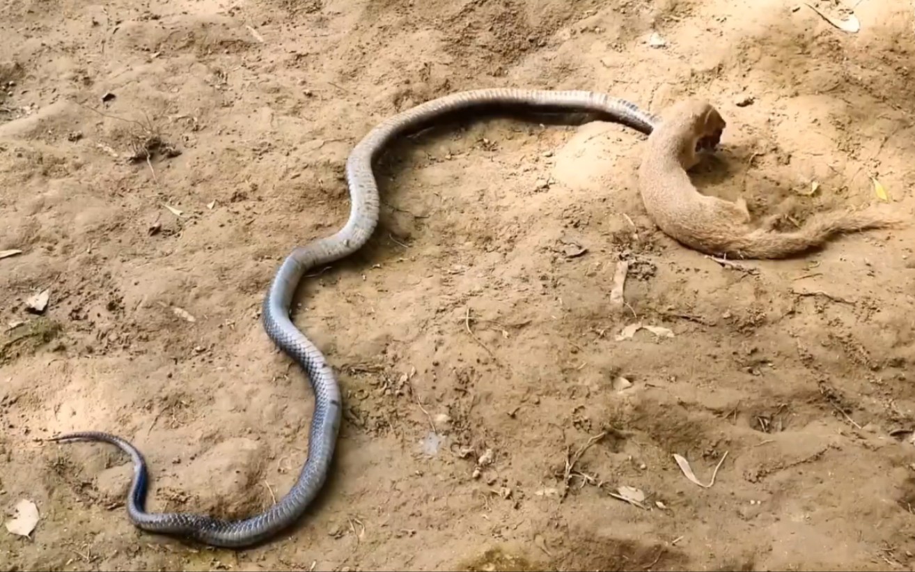 蛇獴大战6米眼镜王蛇图片