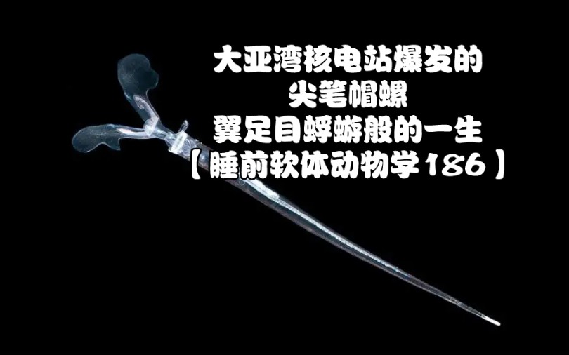 [图]大亚湾核电站爆发的尖笔帽螺，翼足目蜉蝣般的一生【睡前软体动物学186】