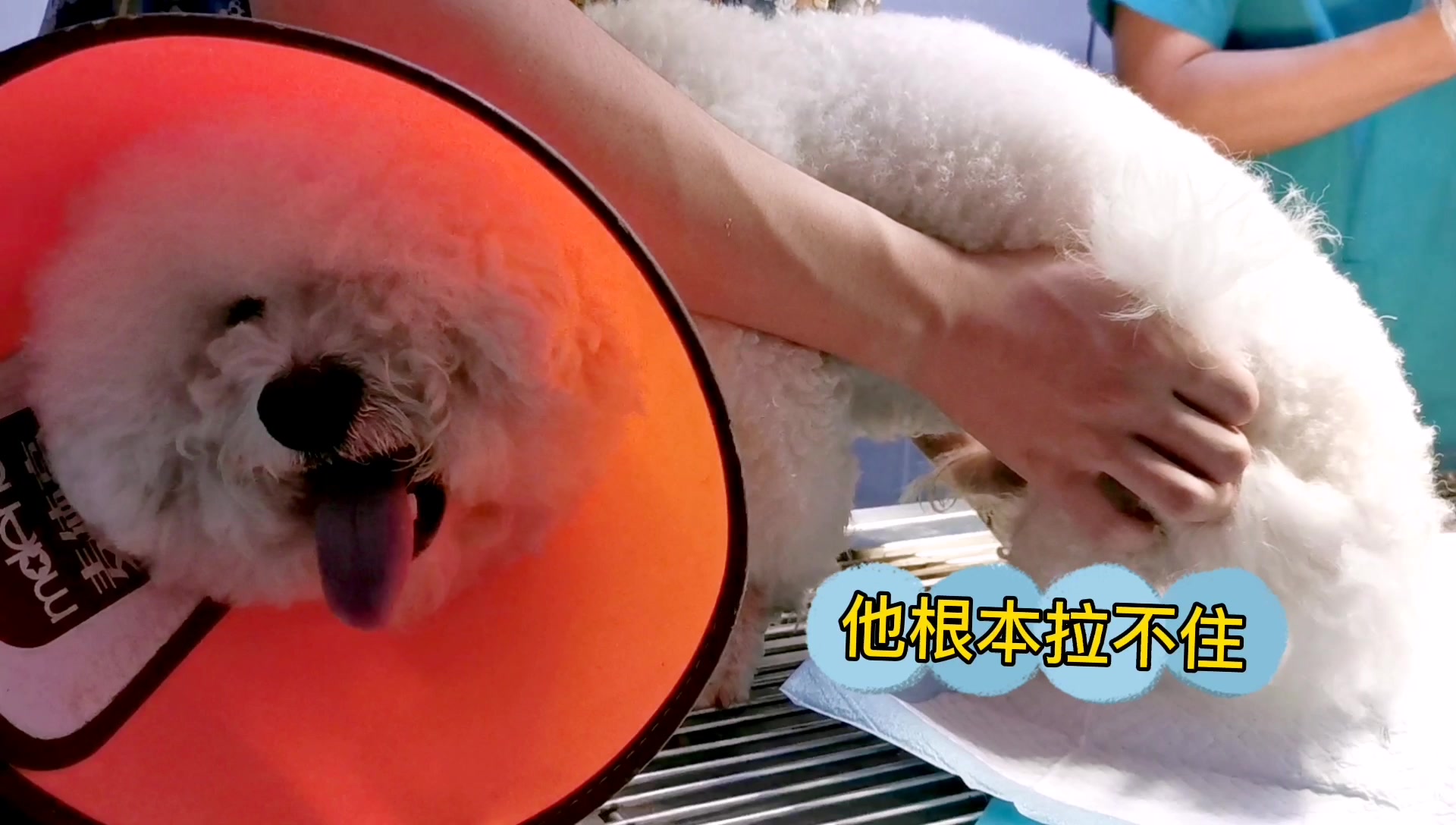 听见比熊芒果一声声惨叫,铲屎官的心都快痛死了