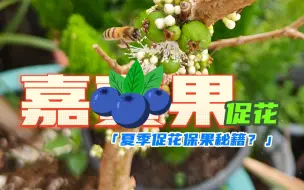 Video herunterladen: 盆栽嘉宝果，夏季促花保果秘籍，让果实累累！