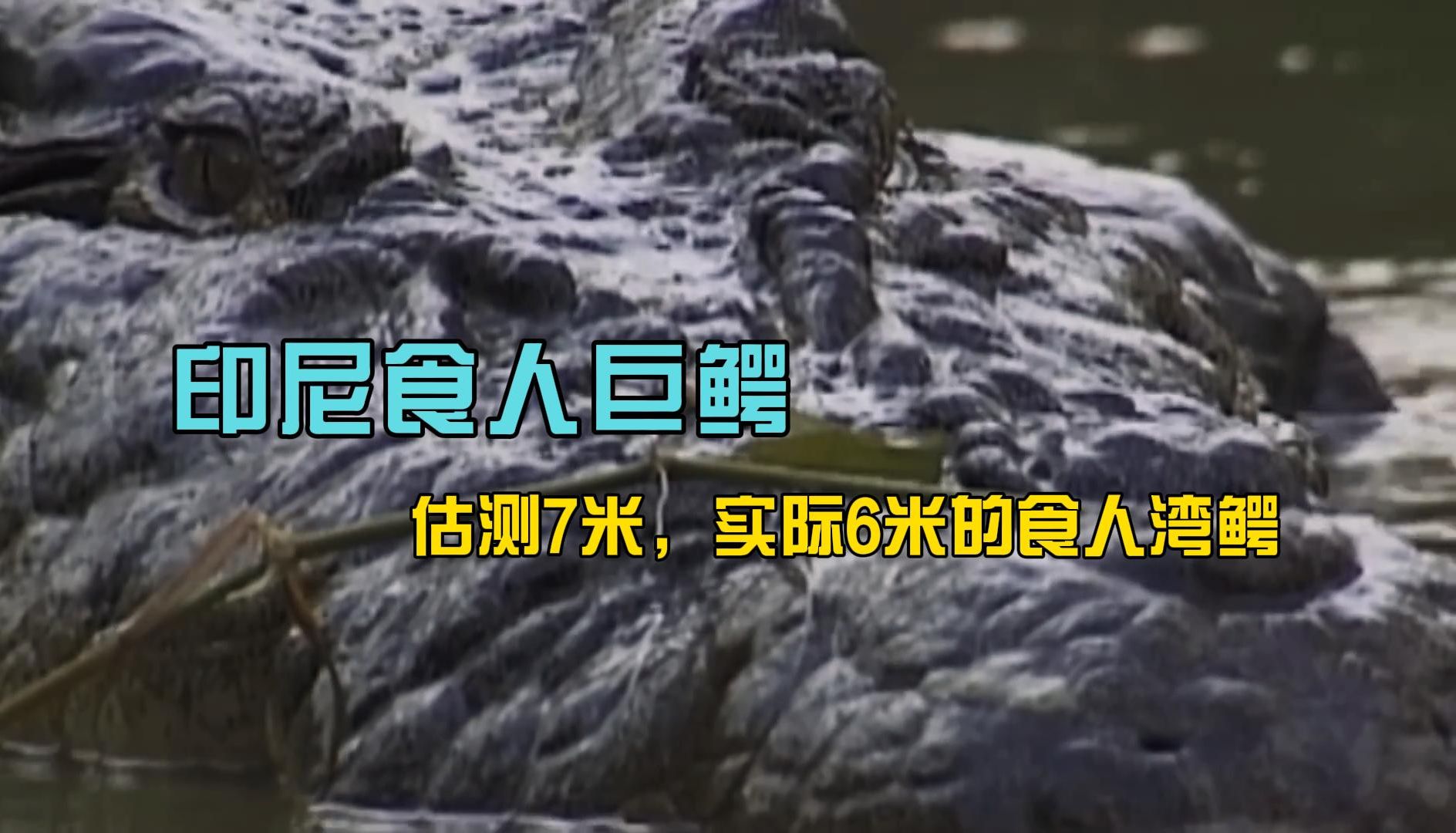印尼食人巨鳄:估测7米,实际长6米的食人湾鳄!哔哩哔哩bilibili