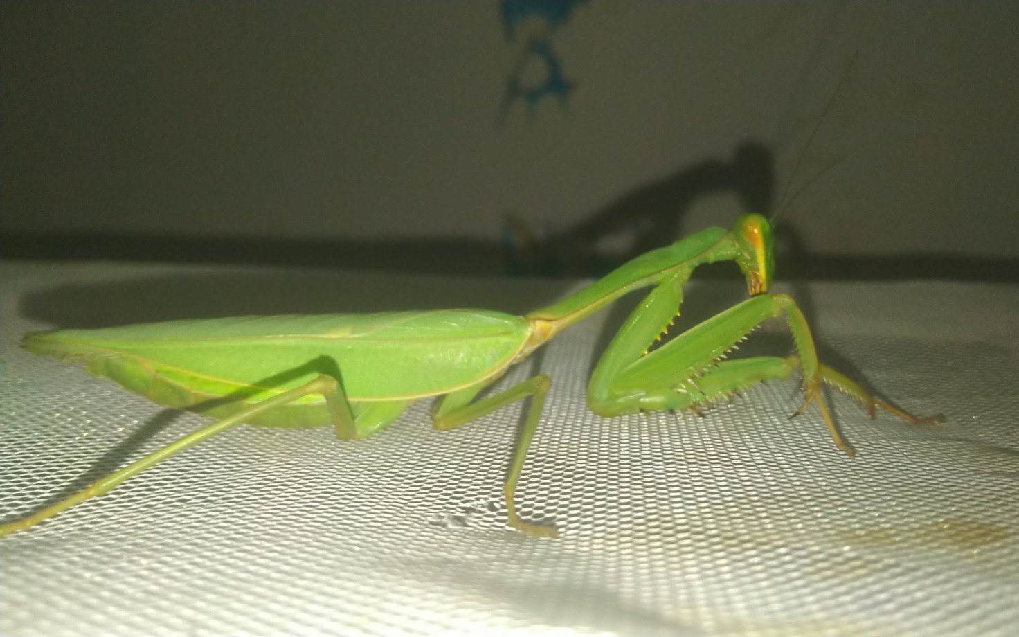 除夕特辑未知斧螳吃面包虫的全过程