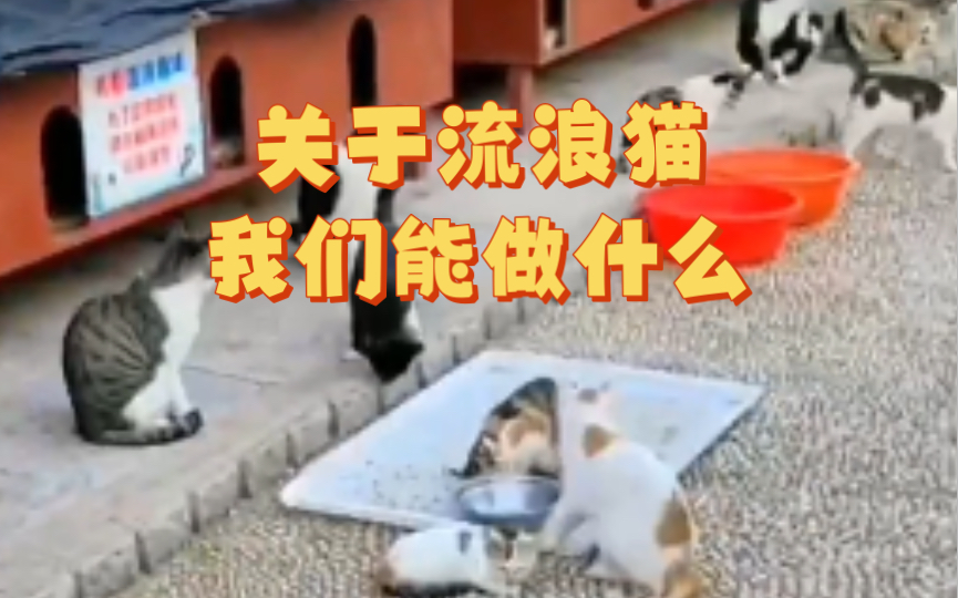 关于流浪猫,我们能做什么?夏川的万粉大公开!哔哩哔哩bilibili