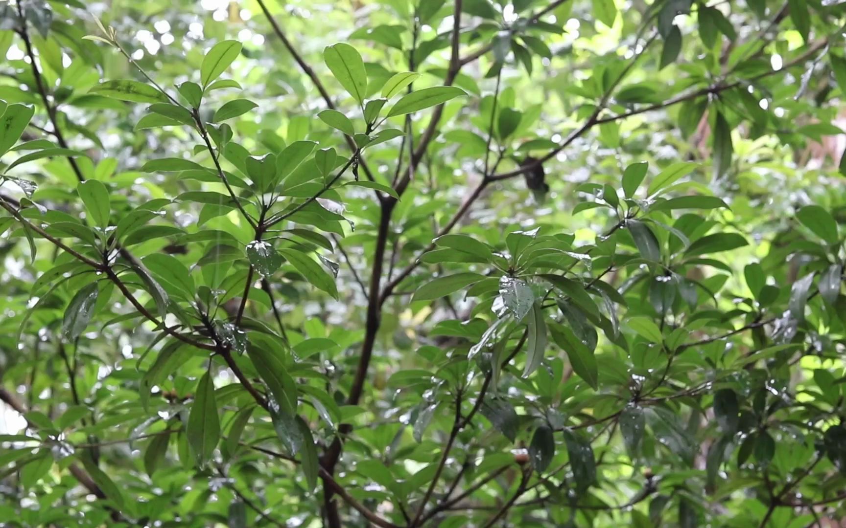 2小时超级柔软的雨声𐟌篸 在树林中听雨落下的声音 连绵温柔的雨声【白噪音】【减压】【助眠】【下雨声】【作业向】【学习向】哔哩哔哩bilibili