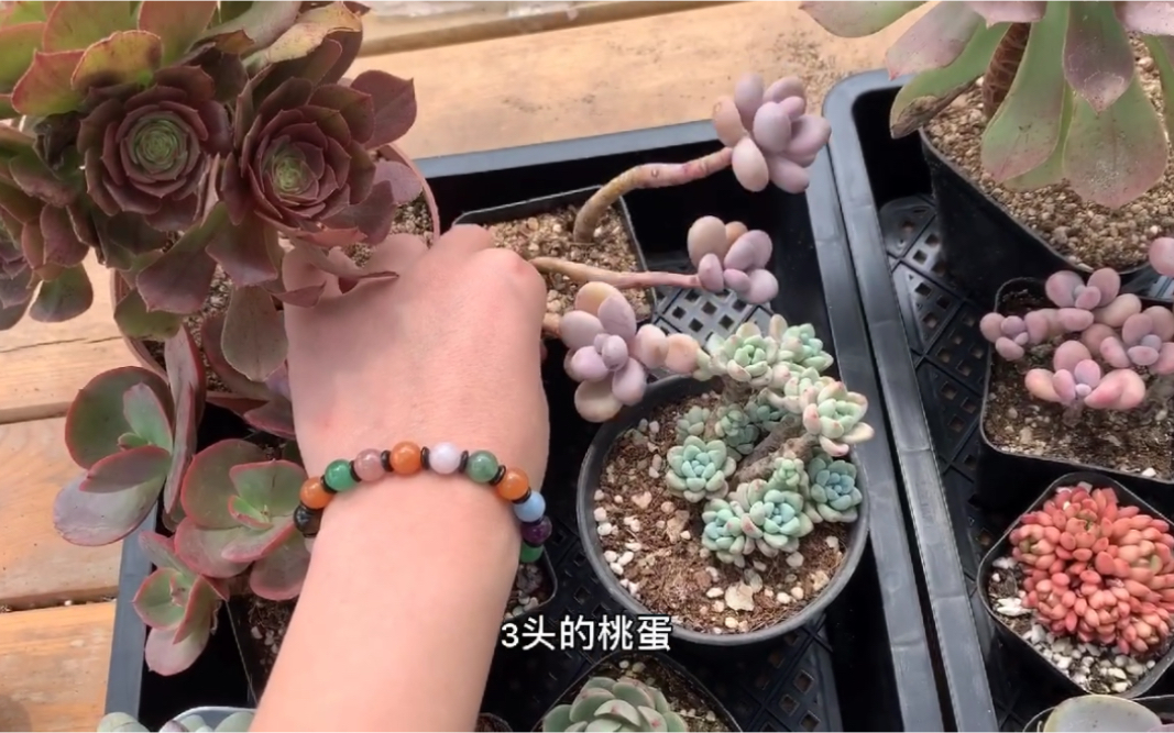 多肉植物之梦琪回归-你们心心念念的套餐来咯_哔哩哔哩 (゜-゜)つロ