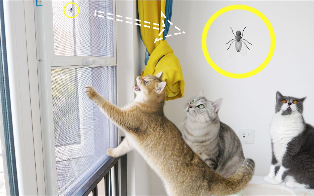 猫咪抓苍蝇满屋子乱窜,抓到后瞬间吃了下去,主人当场吐了!