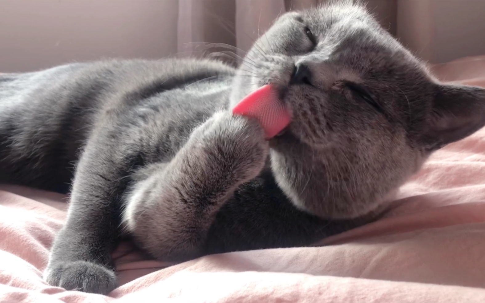 我给猫咪拍mv 它居然耍大牌!最后竟动手打人!_哔哩哔哩_bilibili
