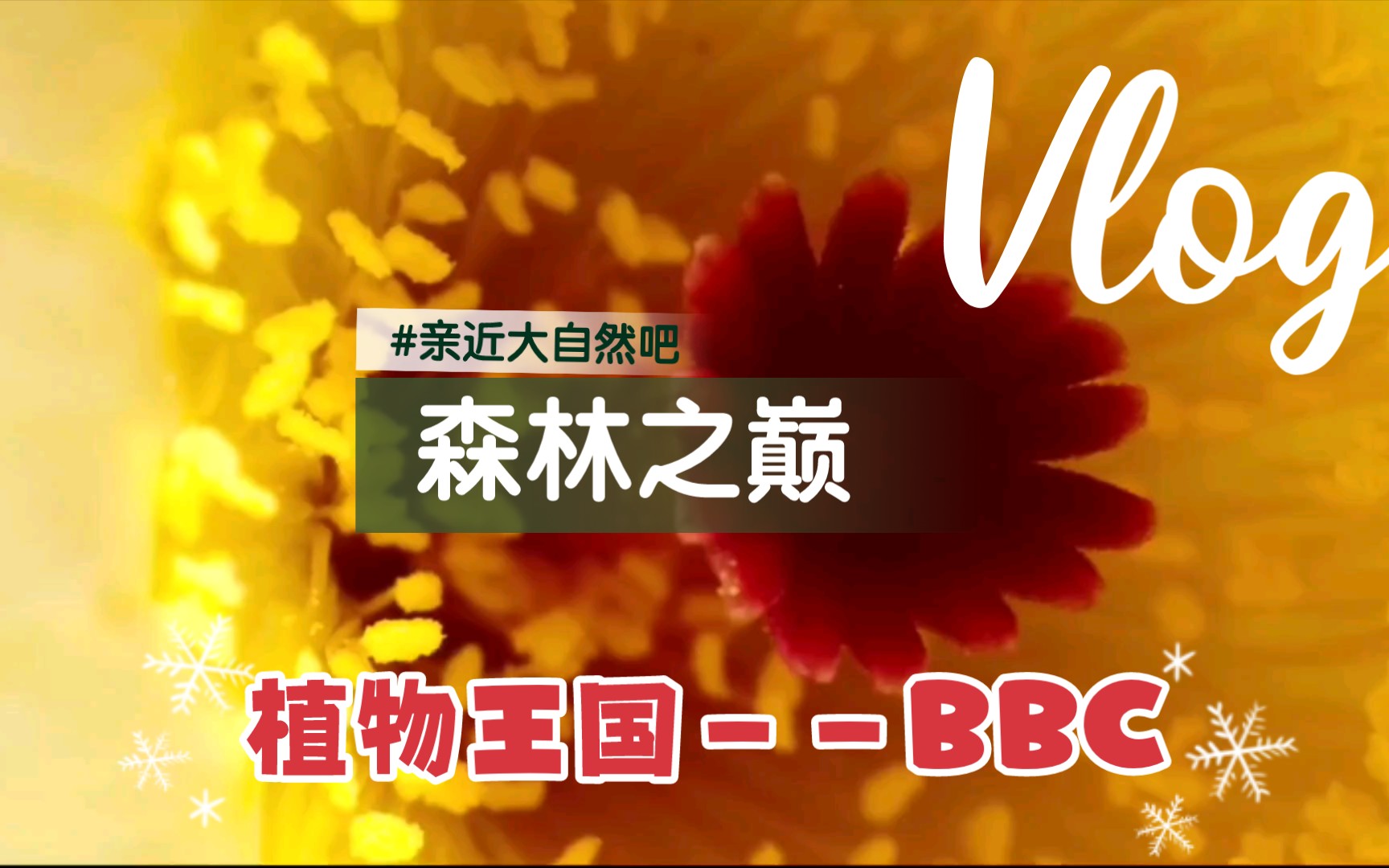 植物王国bbc图片