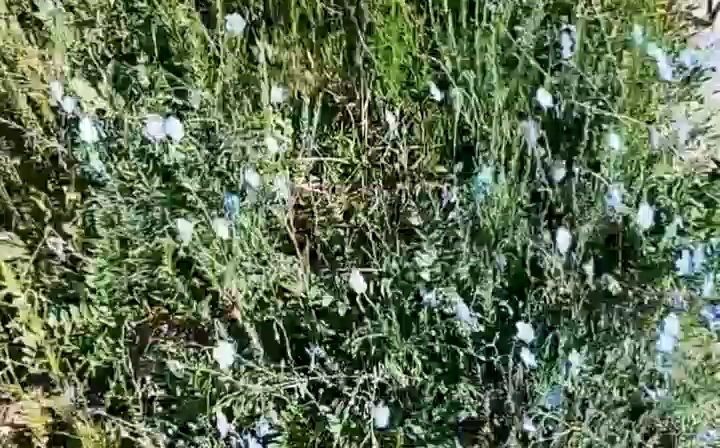 [图]美丽的草原鲜花🌸盛开