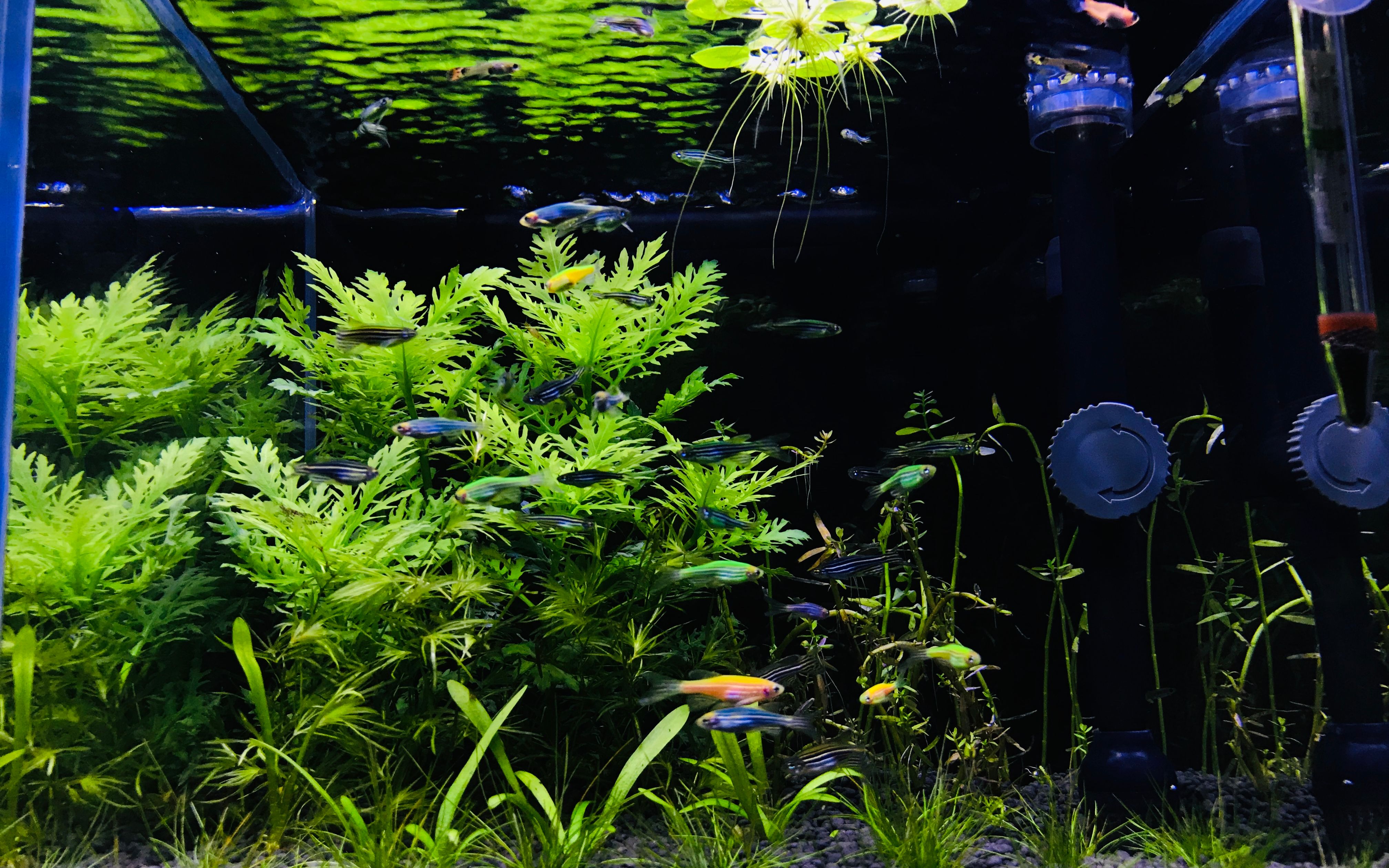 开缸一个月的30方无碳生态草缸.