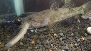 沙塘鳢 此鱼吃小鱼吃龙虾吃蝌蚪吃同类 几十条鱼虾全被吃掉了 决定清理掉鱼缸灭霸沙塘鳢 改养锦鲤 沙塘鳢是清蒸 红烧还是炖汤好 哔哩哔哩