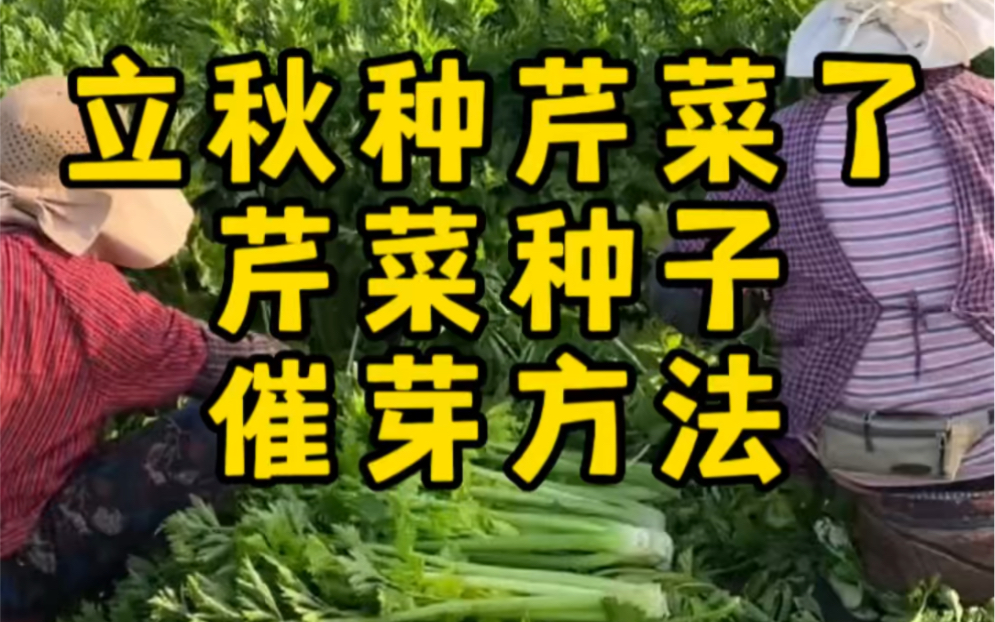 芹菜种子催芽方法,立秋了,你的芹菜种了吗哔哩哔哩bilibili