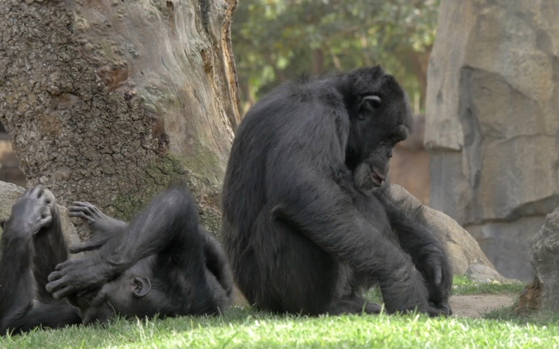 两只住在动物园里的黑猩猩