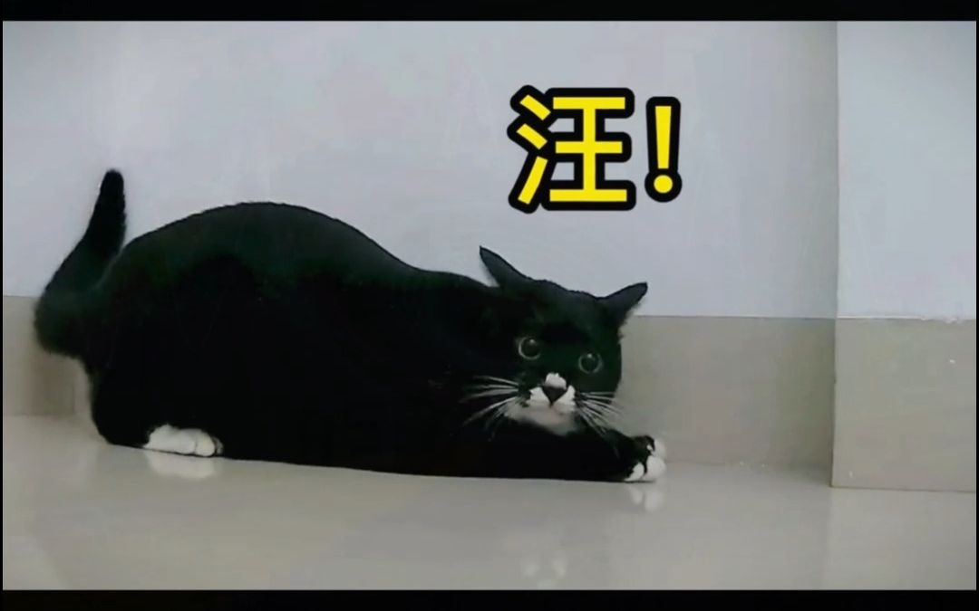 黑白相间的猫,越看越像哈士奇①哔哩哔哩bilibili