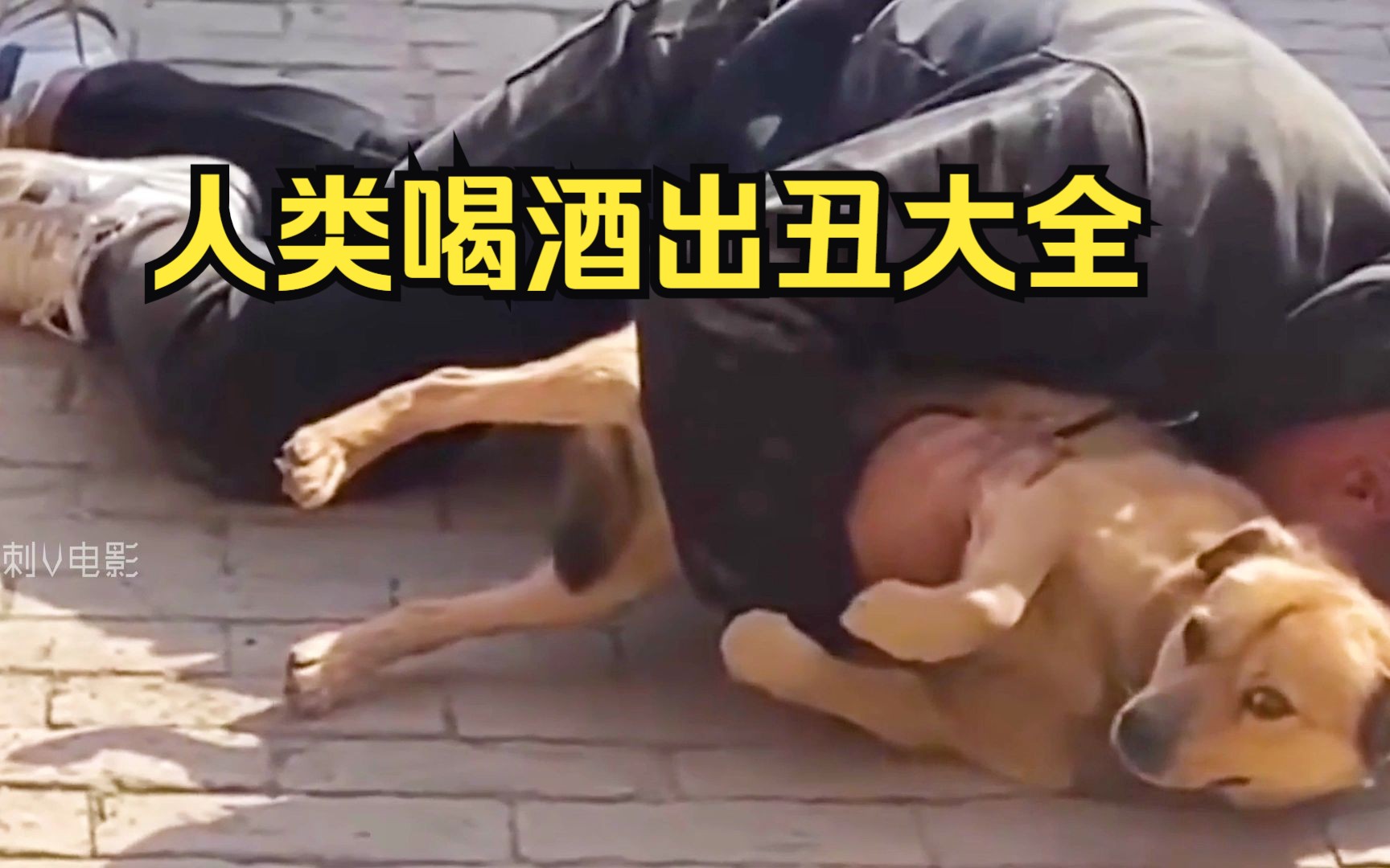 人类喝酒出丑大全