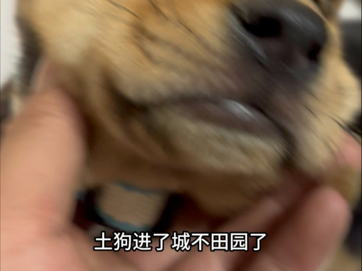 这是挑食还是不挑食呢