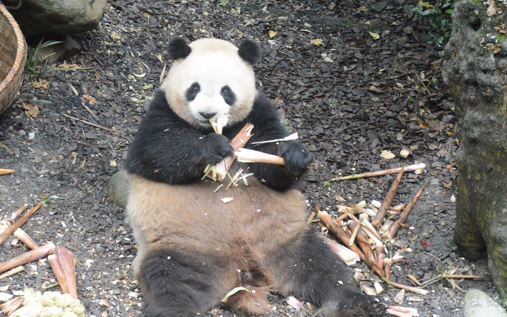 【梅兰肉肉】做竹笋肉的首要重要步骤就是先要把猪肉肉喂上三年五载的新鲜竹笋,再散养在花园内吸取日月精华,待养至腹部贴地即可入锅烹调~哔哩哔哩...