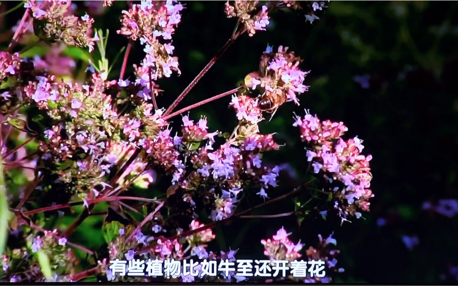 香草开箱和介绍/摩洛哥茶薄荷/甜牛至/花叶金钱薄荷/巴格旦鼠尾草/意大利鼠尾草/银叶星河花哔哩哔哩bilibili