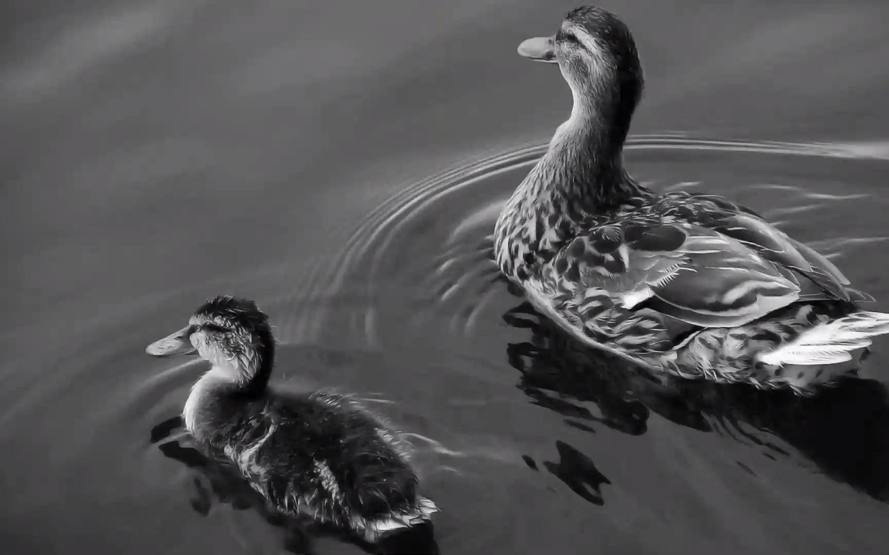 angelaaura- soma彩油塔罗—初阶