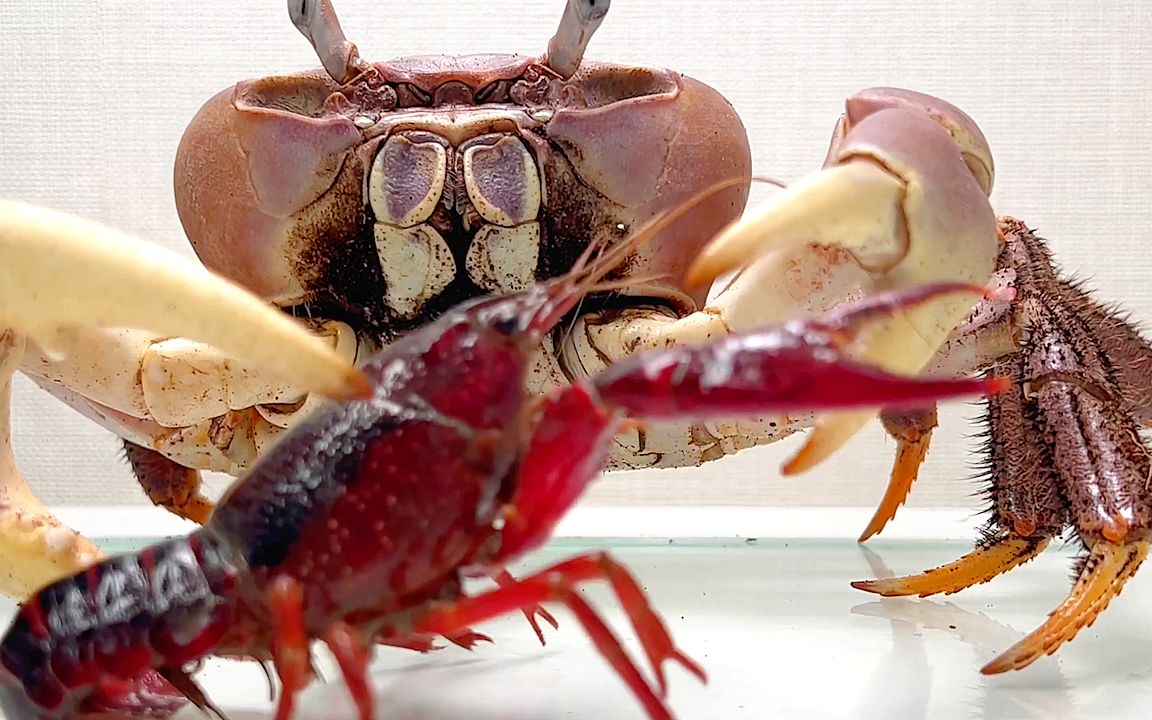 圆轴蟹:你小子欠揍!