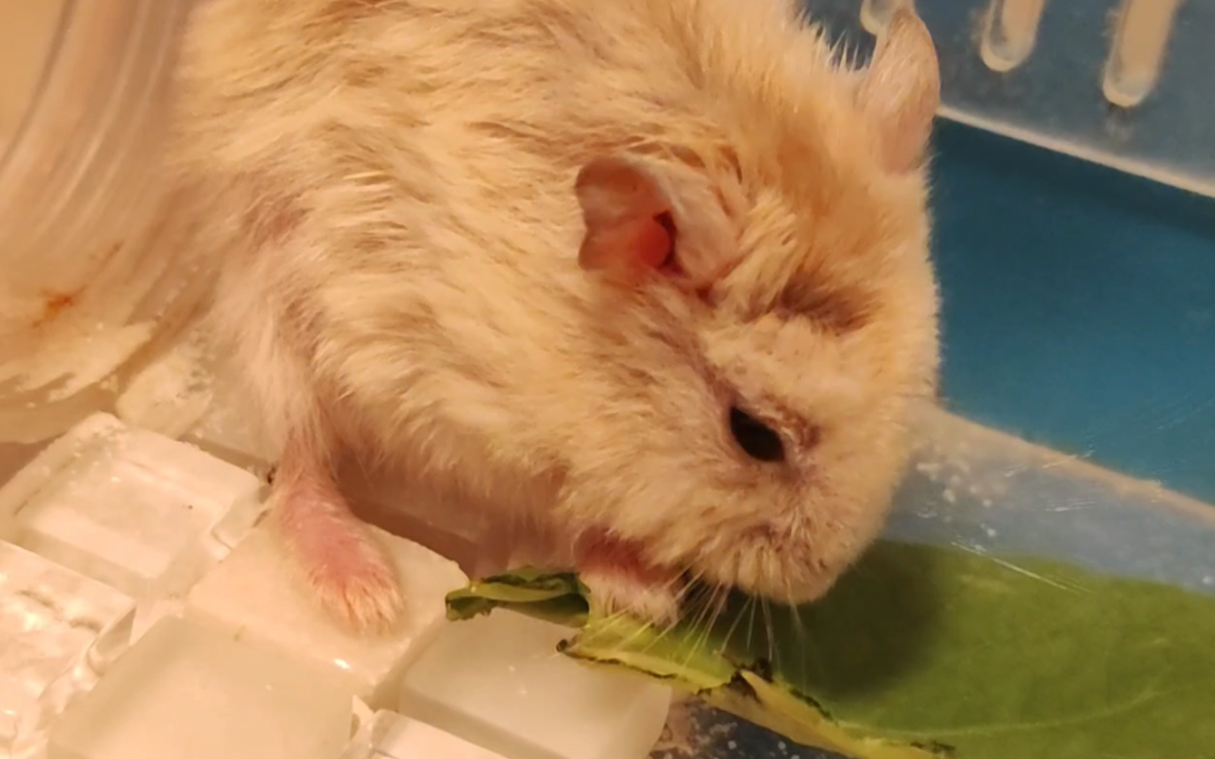 『小yang仓鼠』吃菜菜,快乐乐