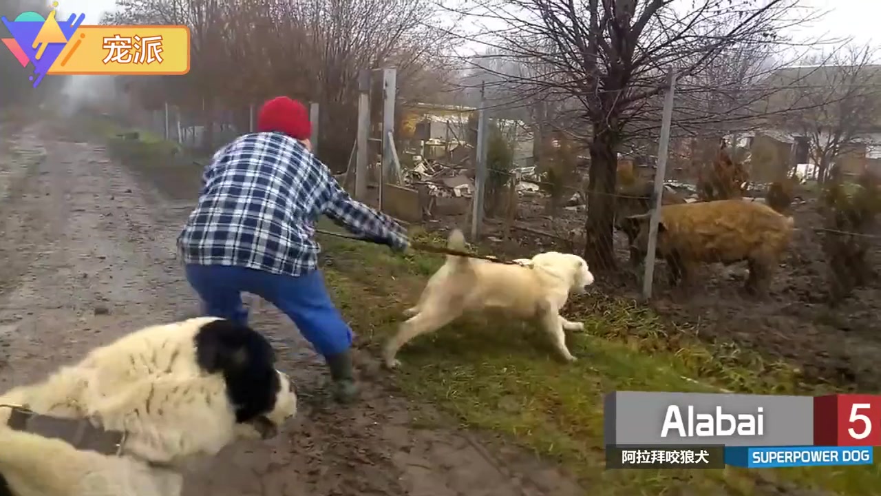 世界十大恶犬排行榜!凶猛无比!!哔哩哔哩bilibili