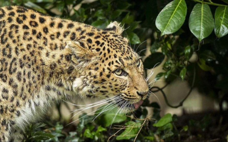 陕西延安子午岭现我国最大华北豹区域种群