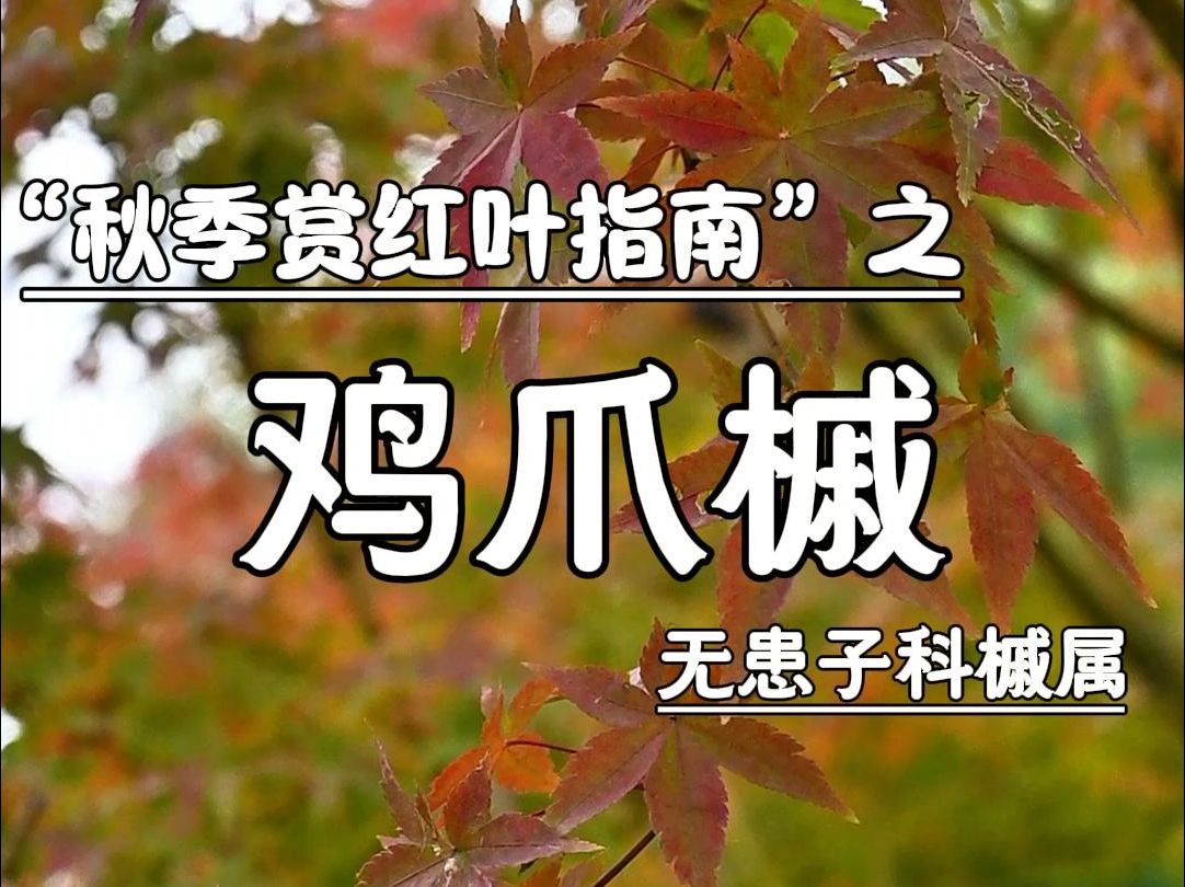 “秋季赏红叶指南”之——鸡爪槭(中国红枫和日本红枫的原种)哔哩哔哩bilibili