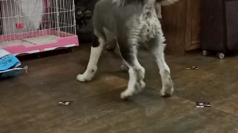 高丽野阿吽vs犬走椛 哔哩哔哩 Bilibili 高丽野阿吽vs犬走椛 哔哩哔哩 Bilibili