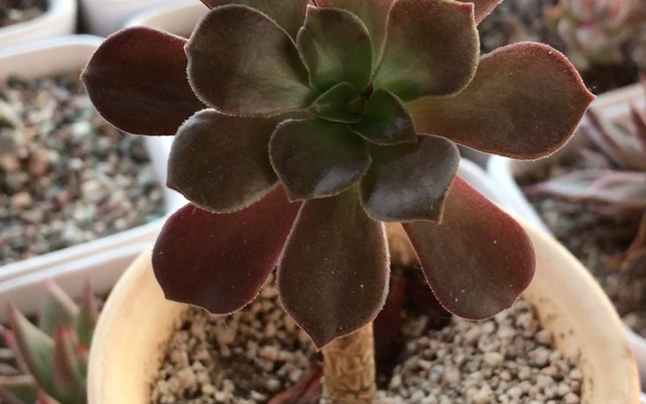 多肉植物 紫羊绒法师 Aeonium arboreum Velour 母本为香炉盘 父本为墨法师 叶片生长在茎端和分枝顶端集合成莲座叶盘 有臭味的多肉品种哔哩哔哩bilibili