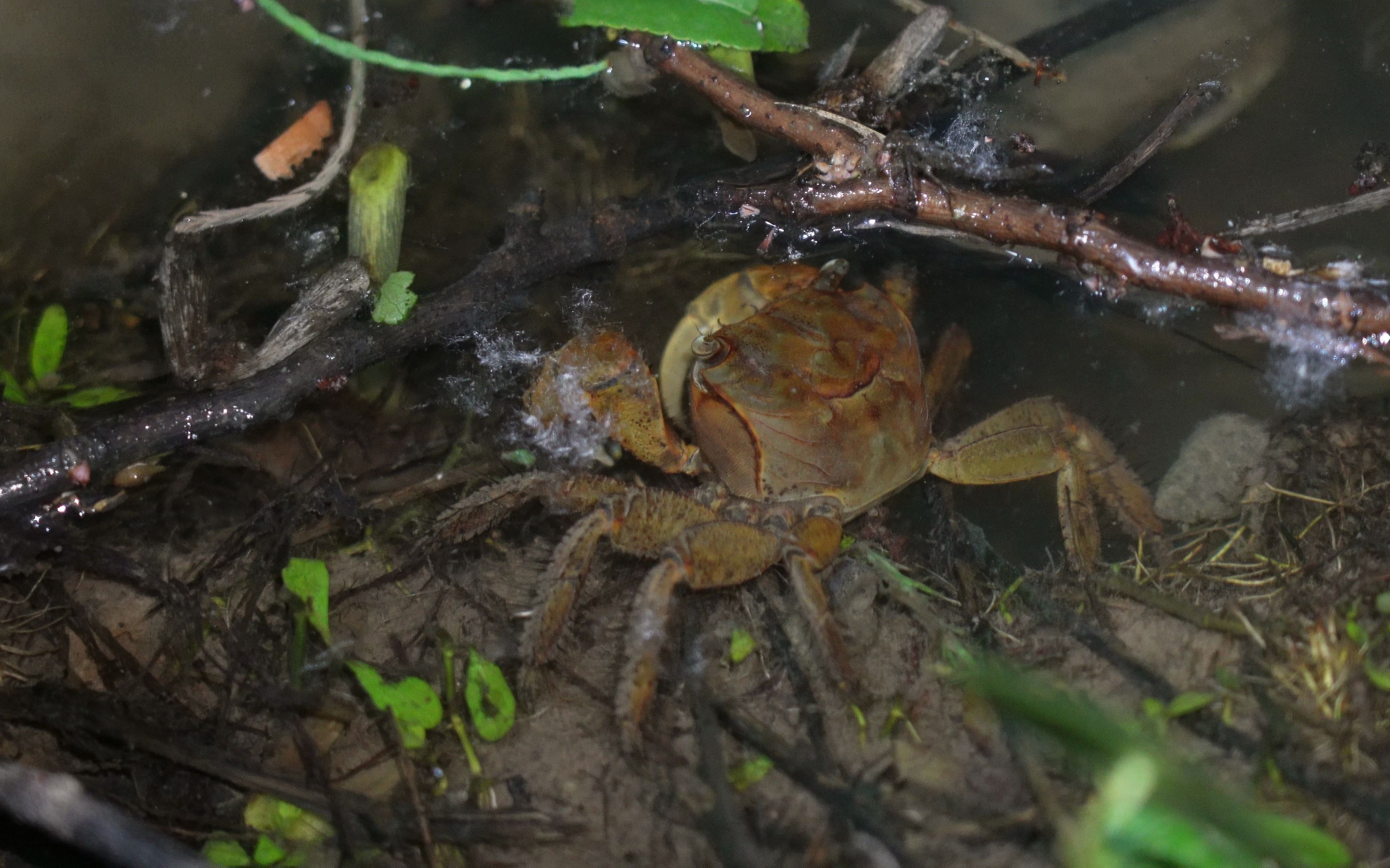 西溪湿地_相手蟹