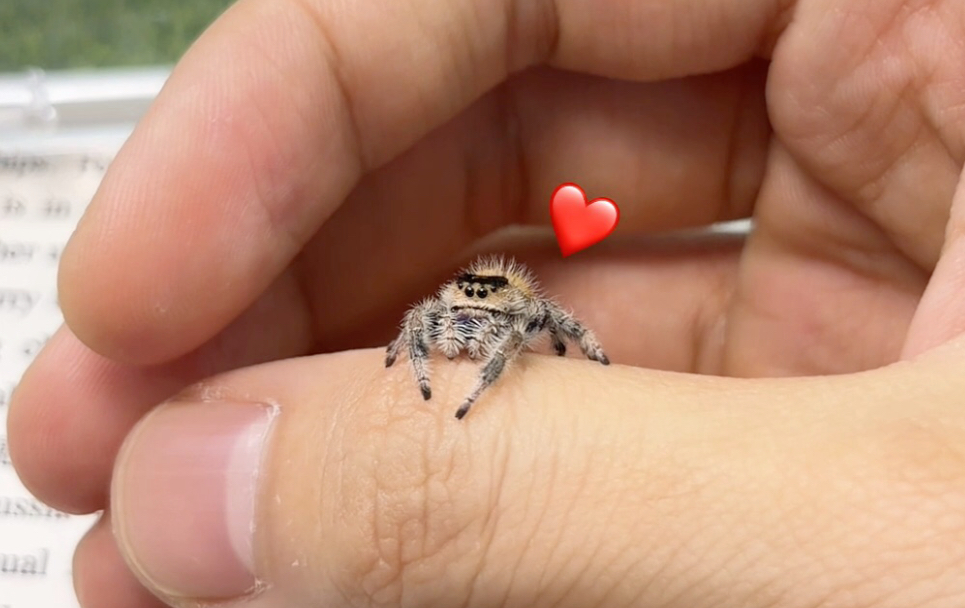 给你们看看我的蛛蛛搭子