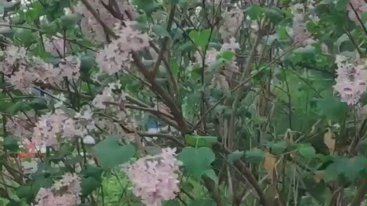 [图]一夜风雨，花叶已分离！