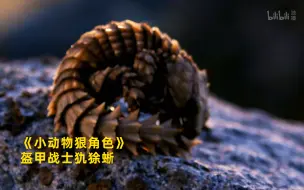 Tải video: 【小动物狠角色】看点2：盔甲战士犰狳蜥 竖版