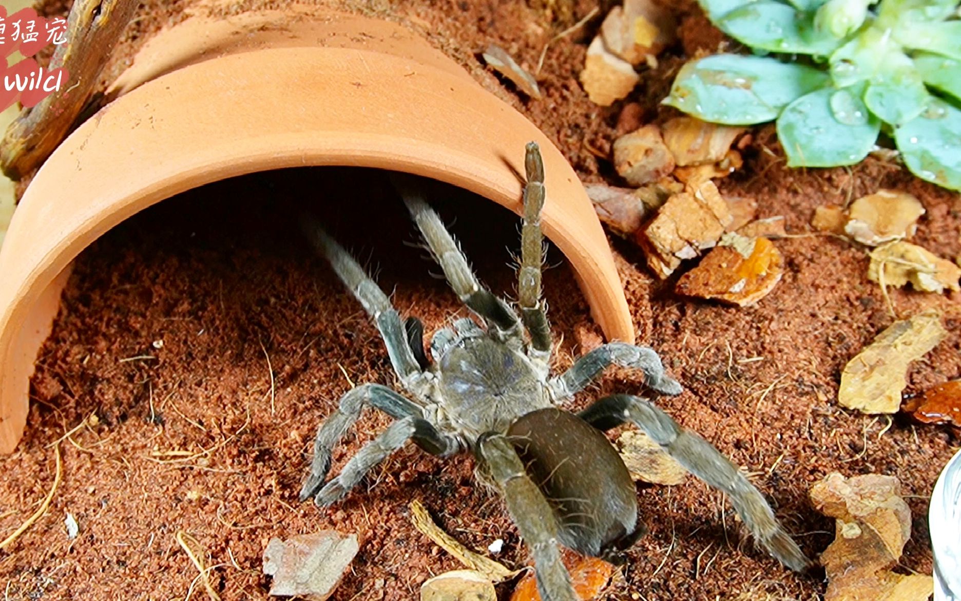 海格力斯巨人巴布饲养缸 捕鸟蛛造景