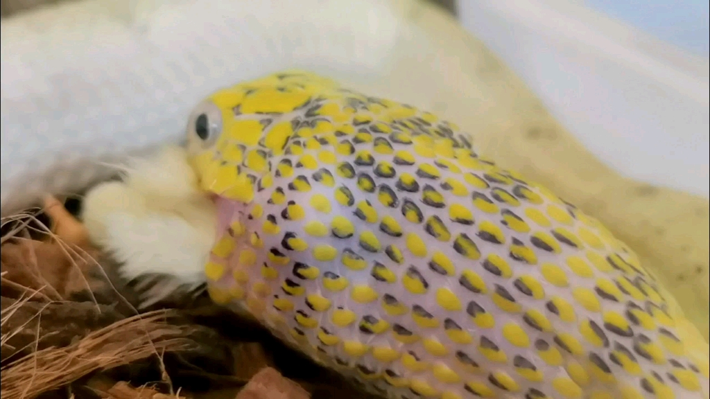 【王锦蛇】小鸡炖椰壳ψ(`6307)ψ