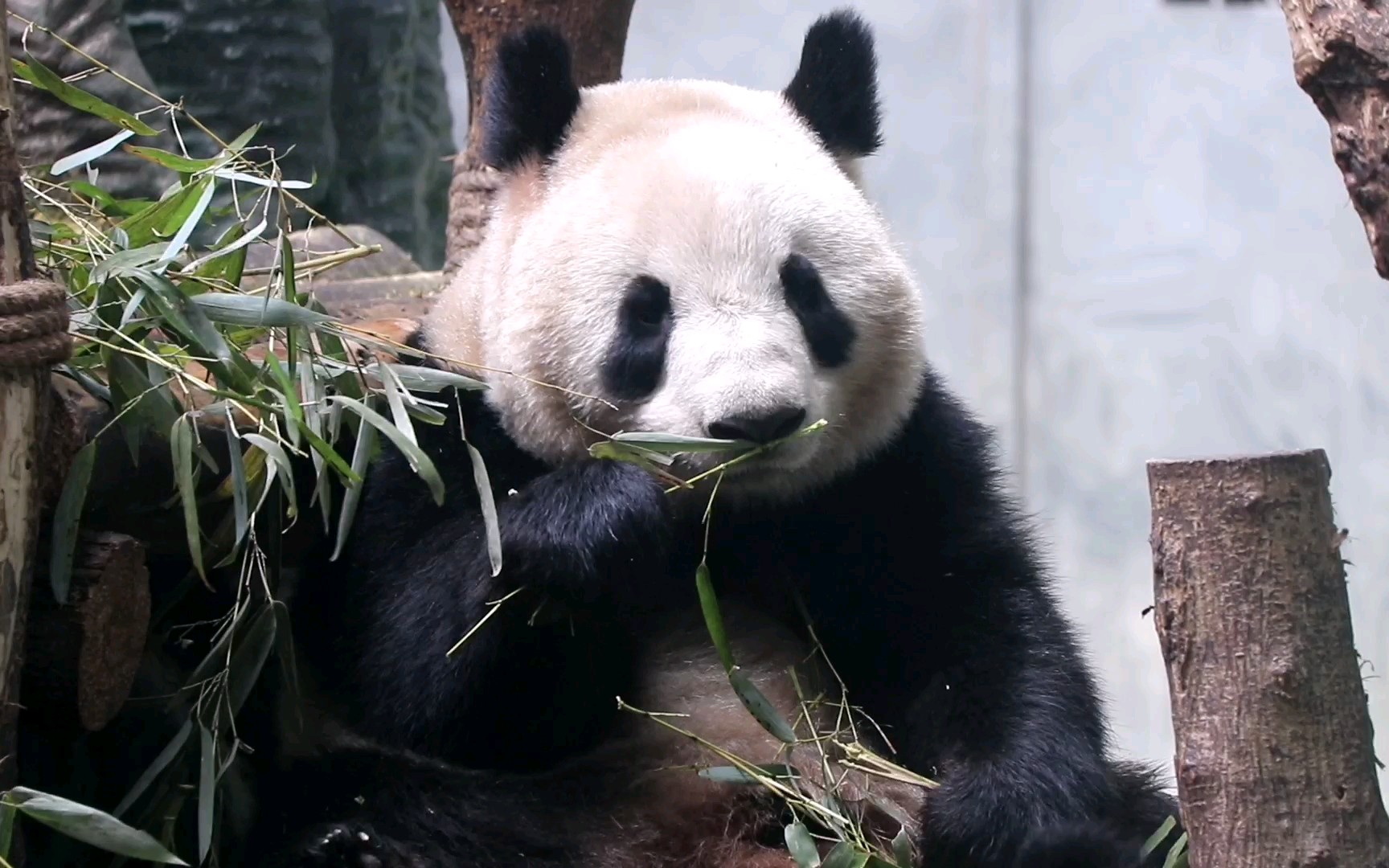 【大熊猫雅竹】精致的猪猪女孩,为啥一看到你就想笑